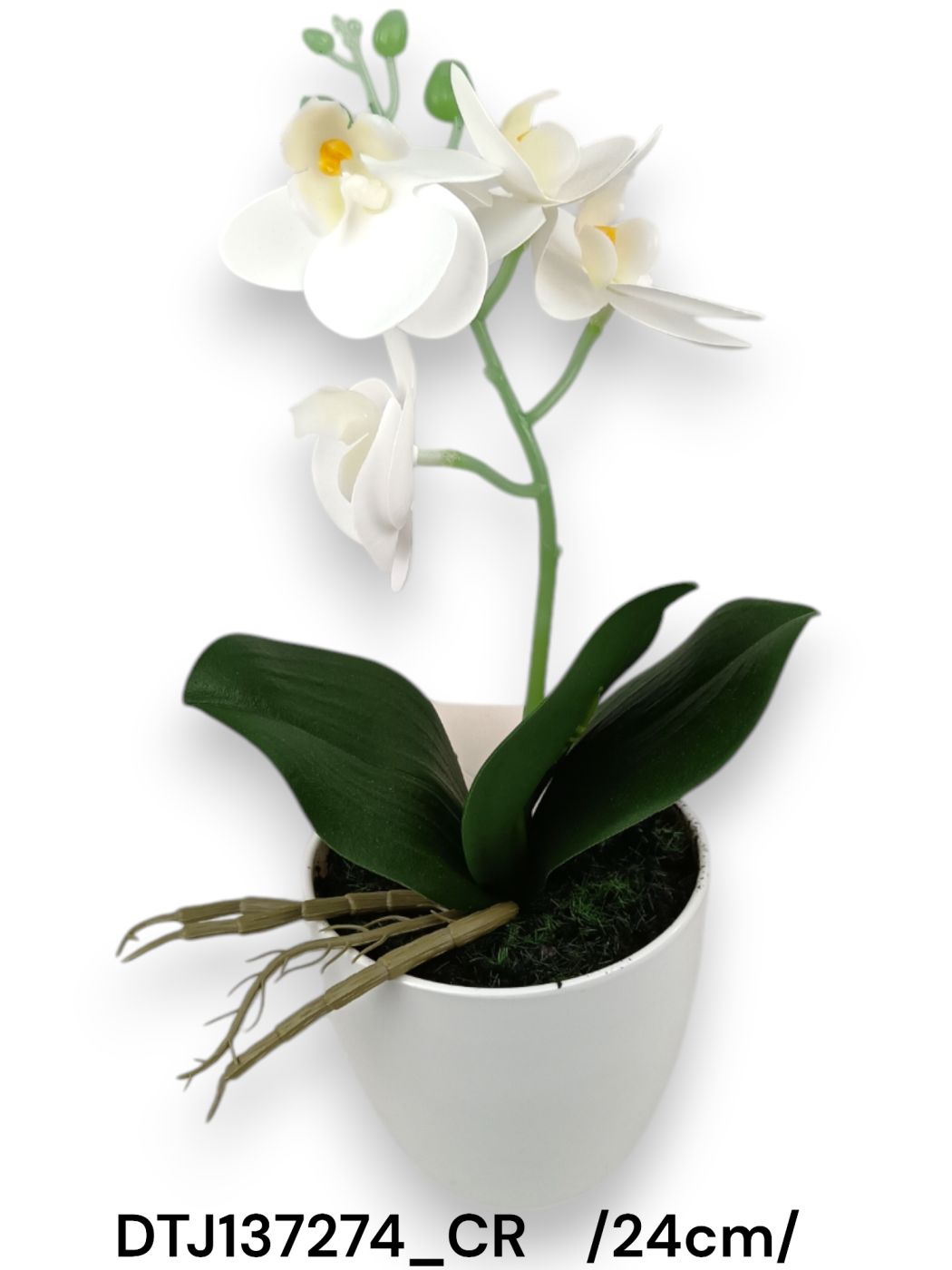 Cserepes orchidea /24cm/