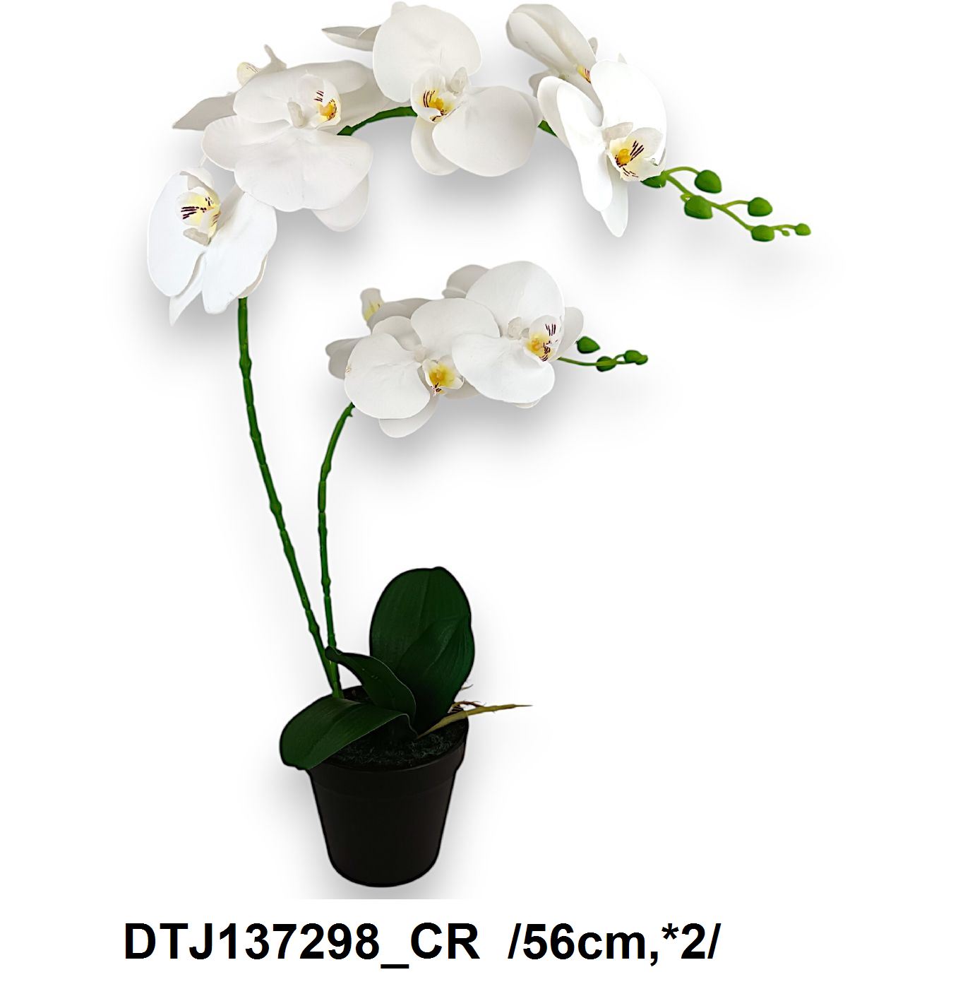 56 cm printelt leveles cserepes orchidea *2+ gyökérzet