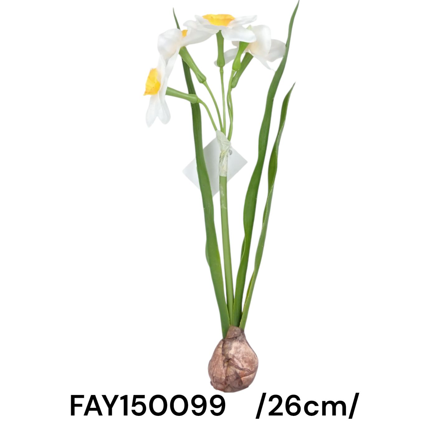 Hagymás nárcisz /26cm/