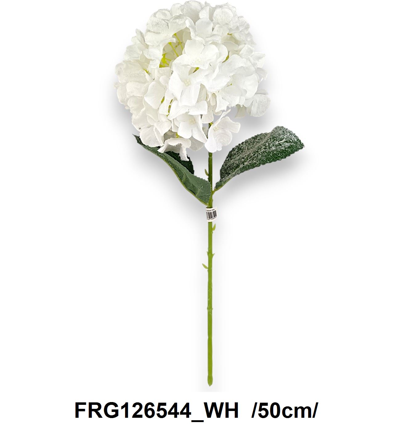 Havas szálas hortenzia /50cm/