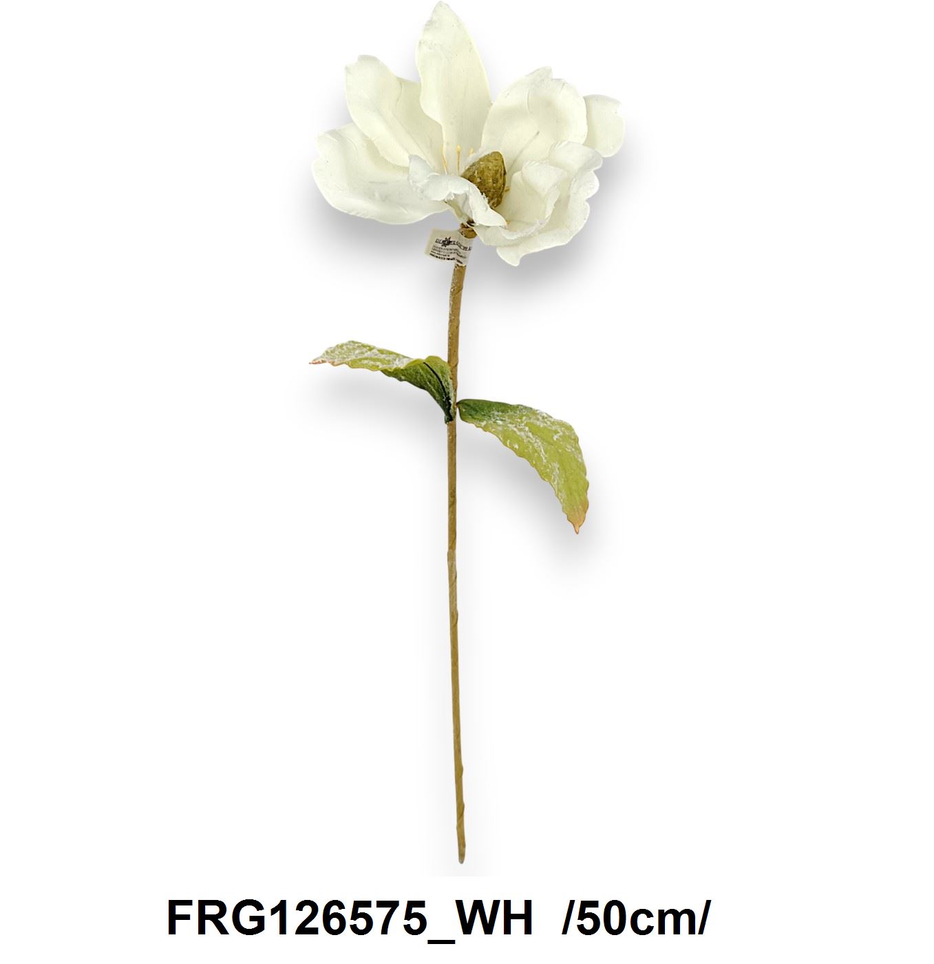 Havas szálas magnólia /50cm/