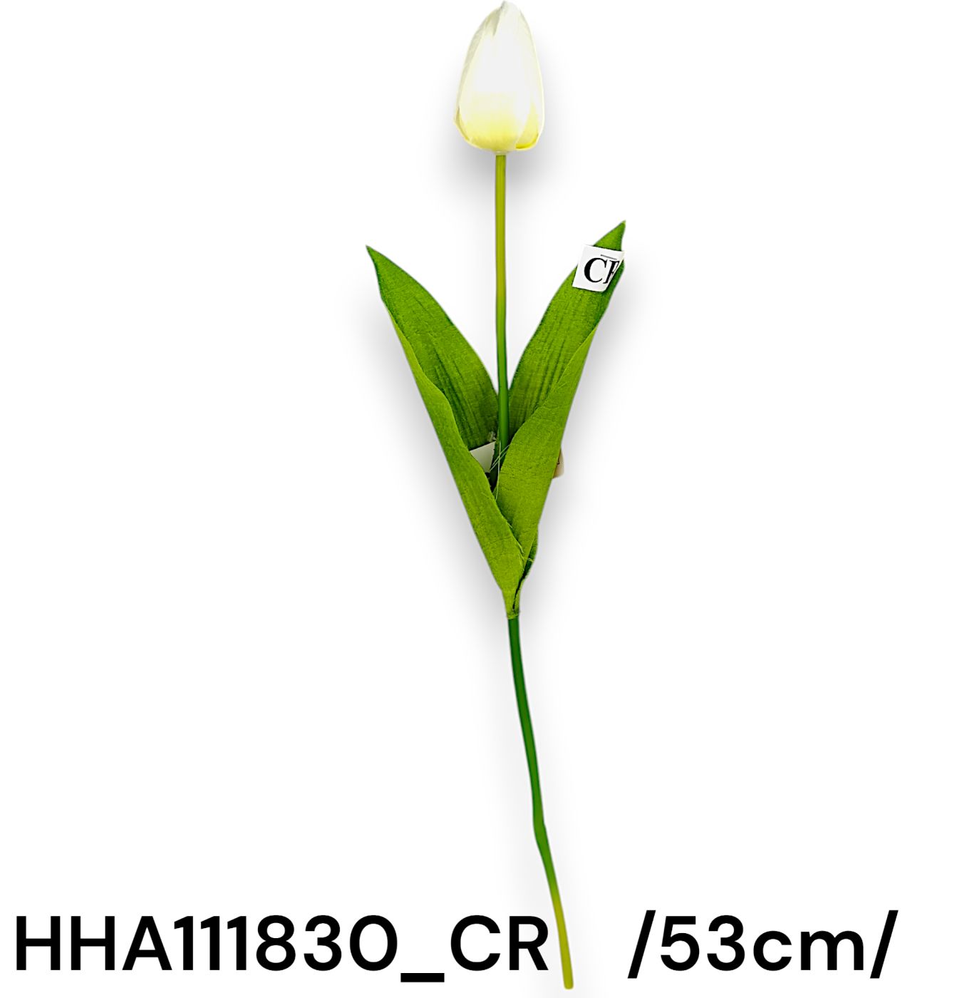 bimbós szálas tulipán 53 cm