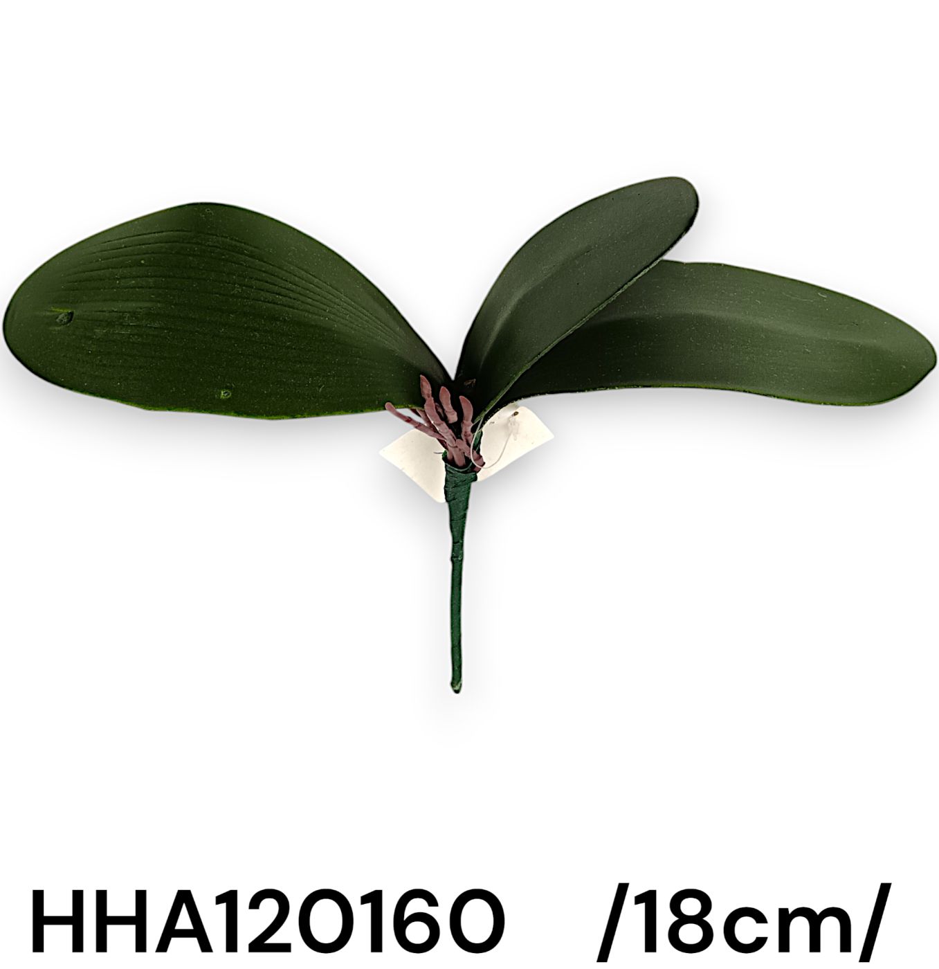 18 cm orchidea levél gyökérrel, 3 levél, 24/zacsi, db ár