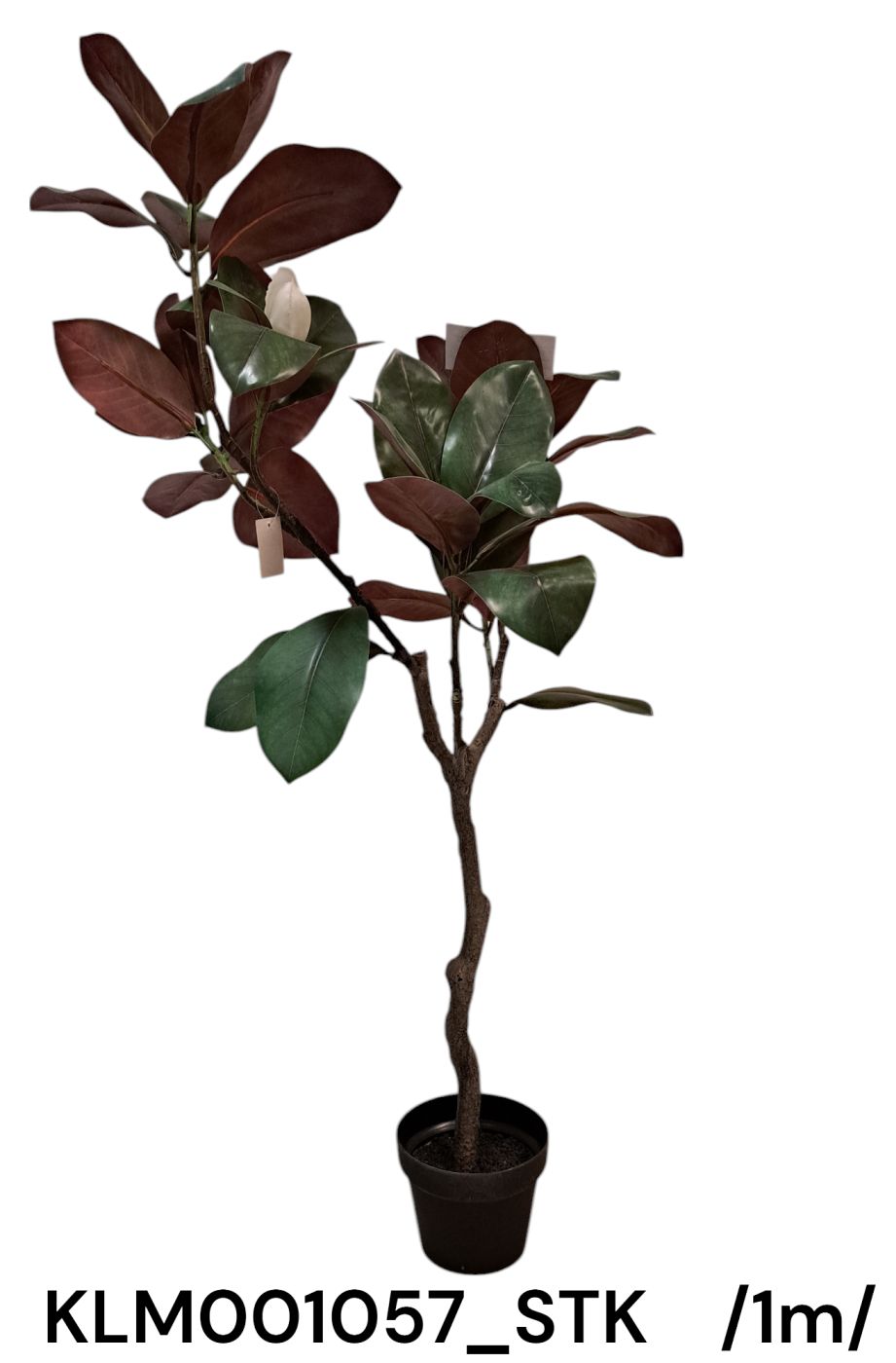 Cserepes magnólia fa /100cm/