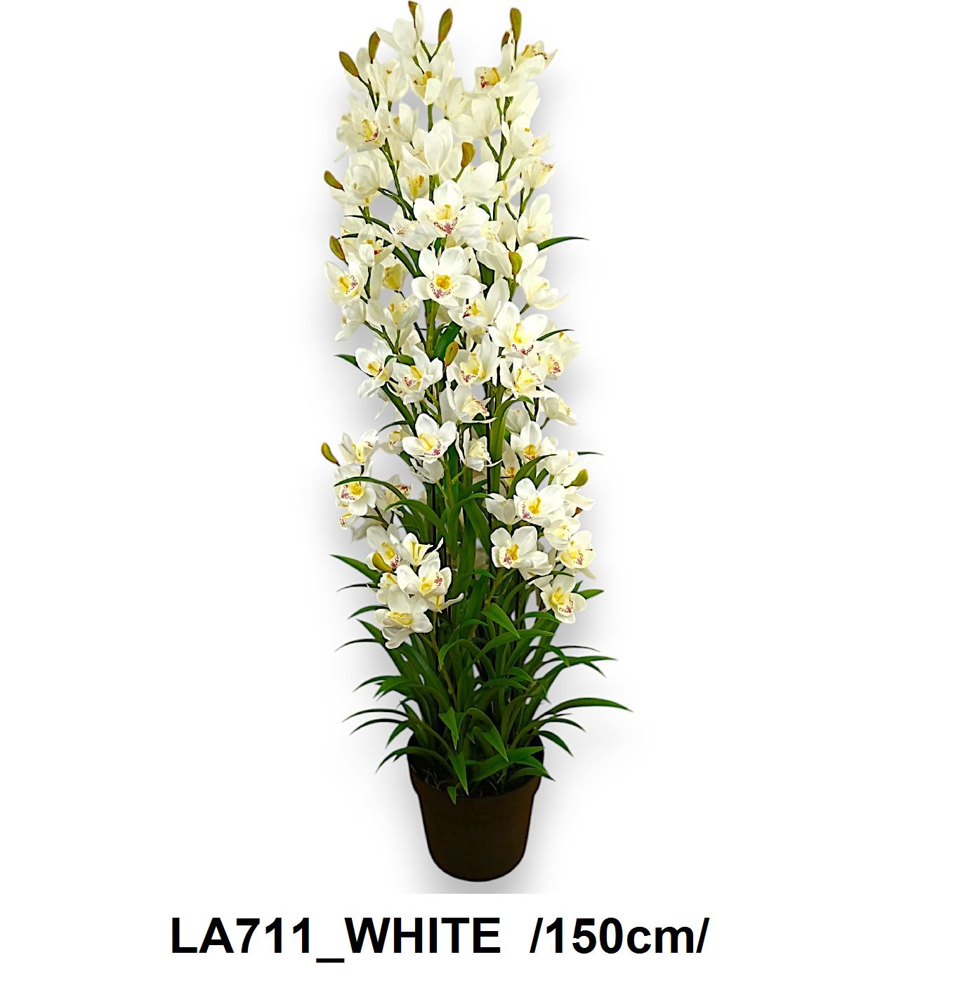 cserepes cymb.orchid