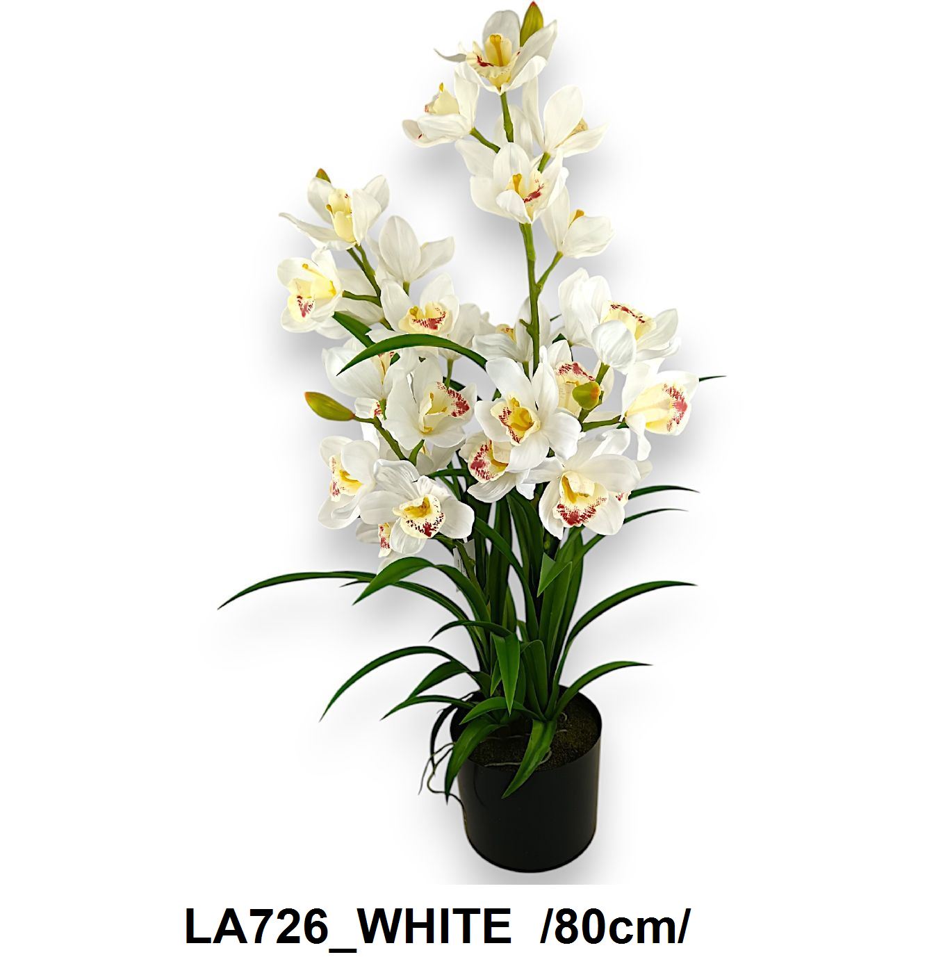 phalaenopsis cserepes