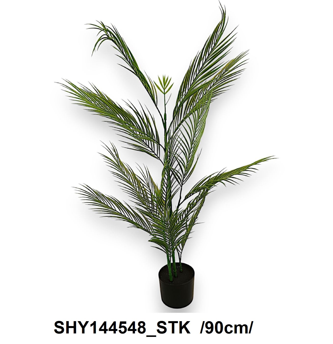 90 cm datolyapálma cserépben