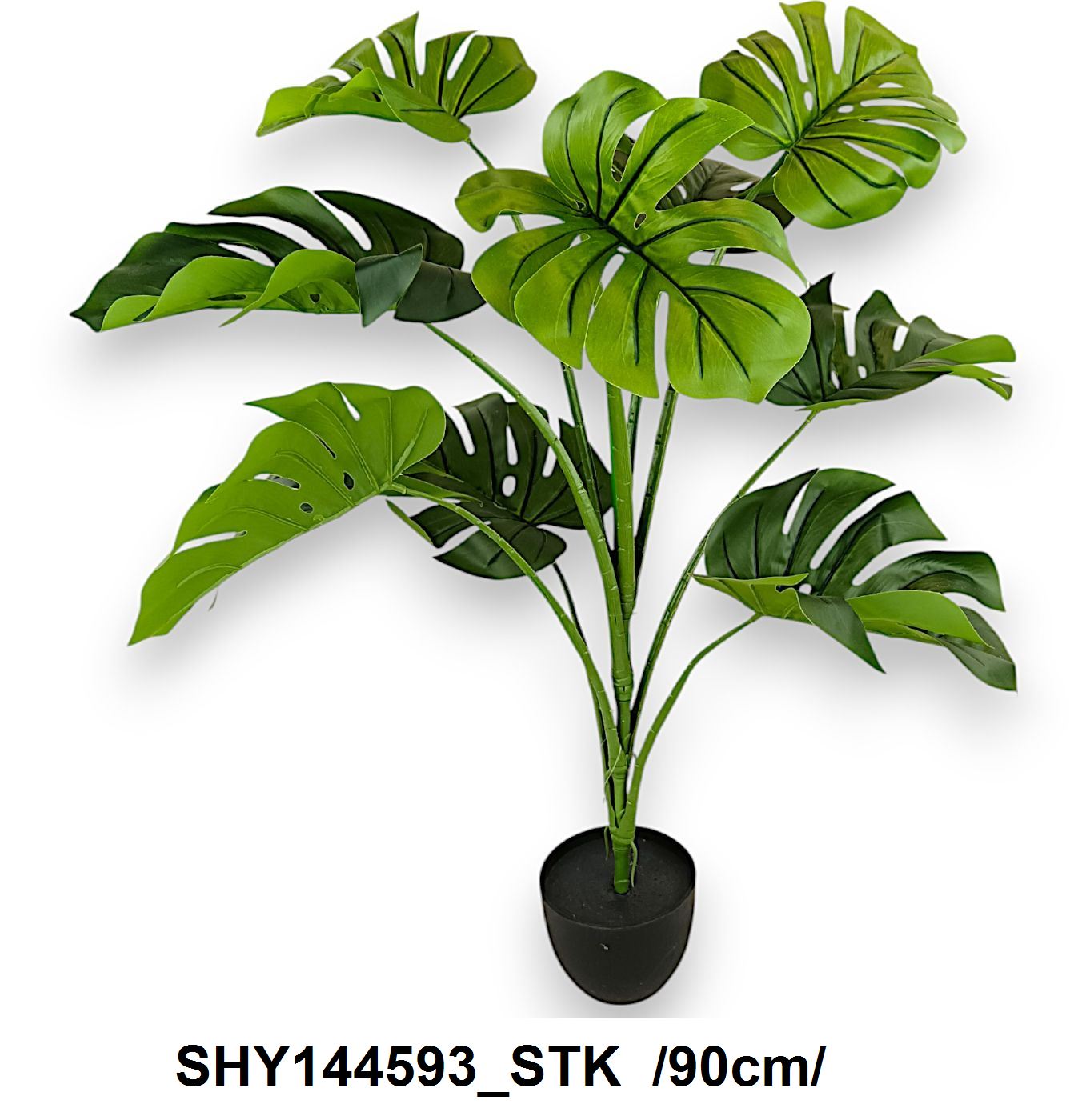 90 cm monstera cserépben
