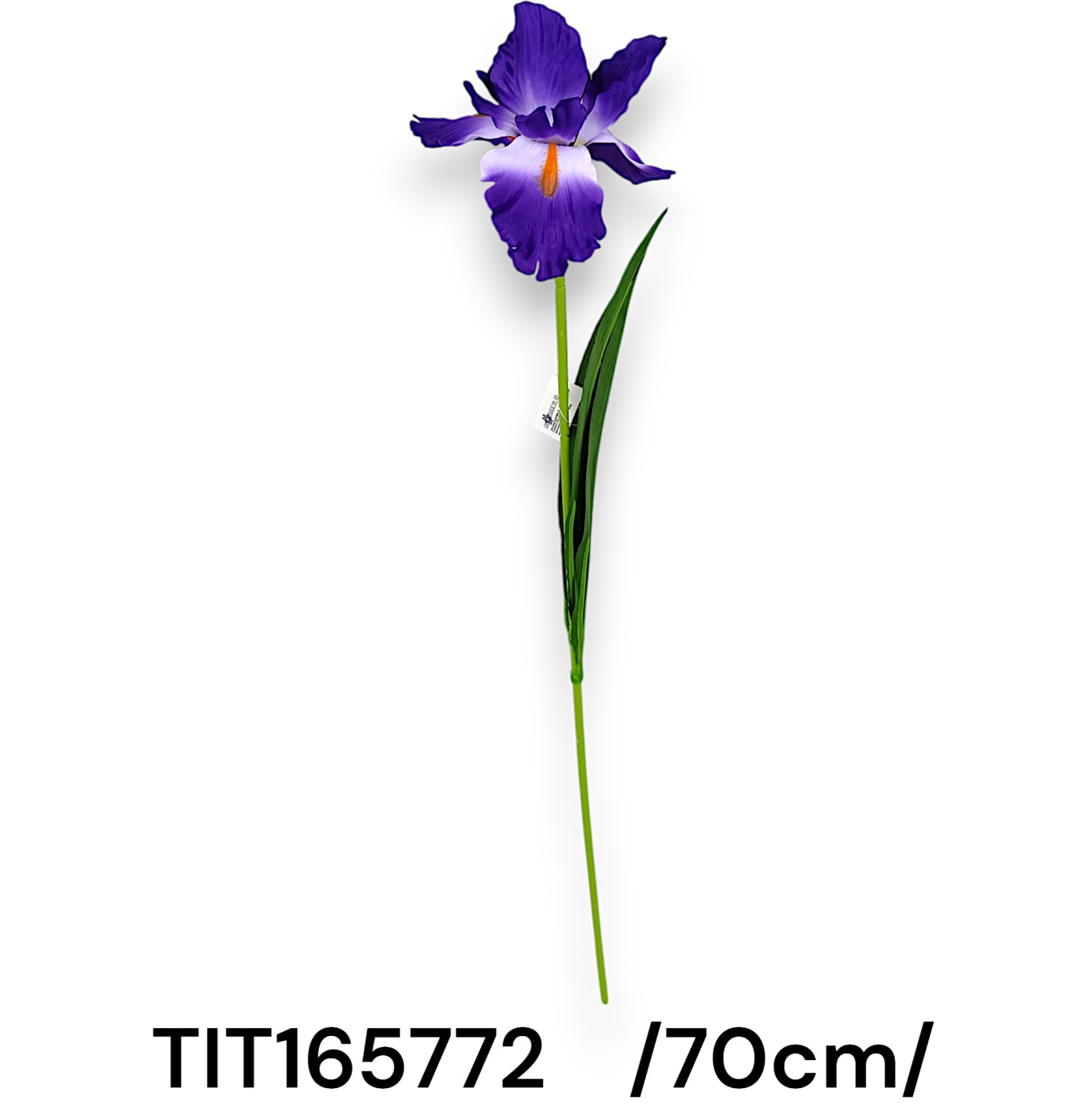 Szálas irisz /70cm/