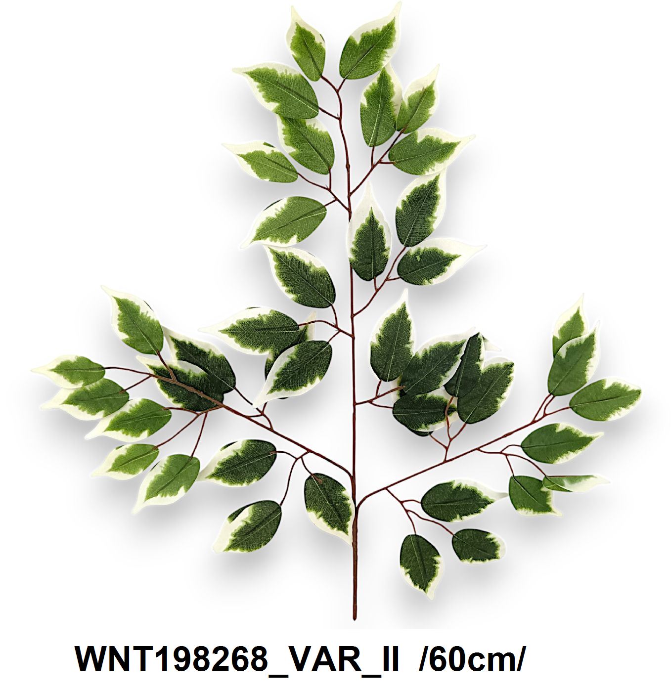 Barnaszárú fikusz ág erezettel, 42 levéllel /60cm,*3/